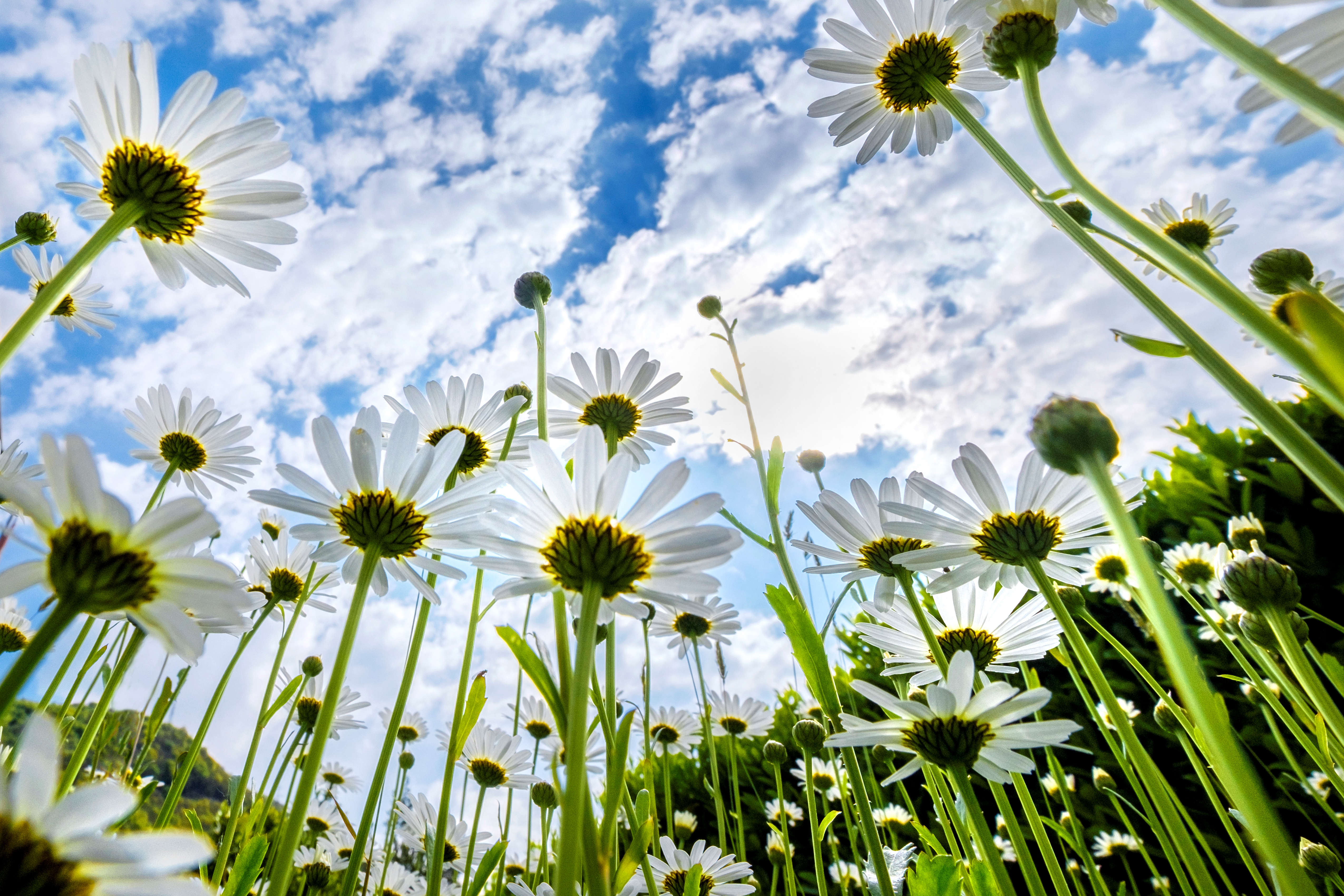 Daisies