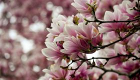 Magnolia Tree Flowers In Bloom in Cumru Township PA